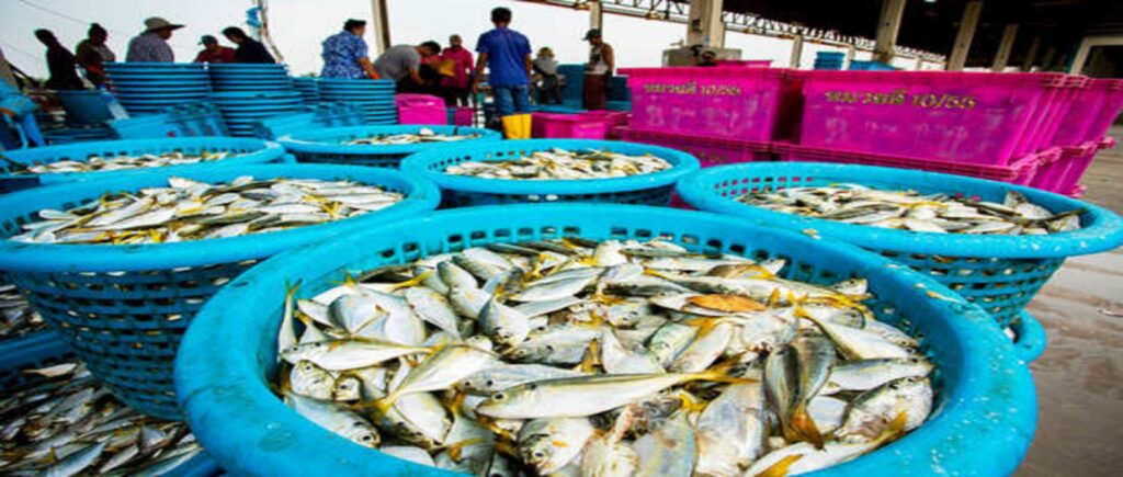 Fishing Business Case Study Marathi mentor Fishing Business Case Study Marathi mentor
